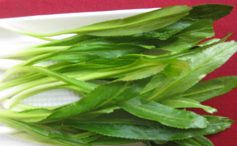 کولانترو یا گشنیز مکزیکی